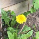 Moestuin cursus